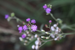 Vernonia cinerea